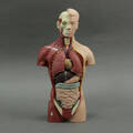Anatomisk