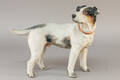 Terracotta hundefigur 1880-1900 