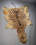 Zebraskind