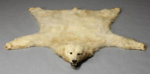 Hovedmonteret isbjørneskind