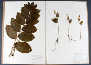 Botanisk samling af tørrede og pressede planter, 1900-tallet