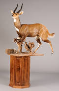 Jagttrofæ af fuldmonteret Bushbok 1.