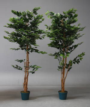 To stuebirketræer i potter. 2