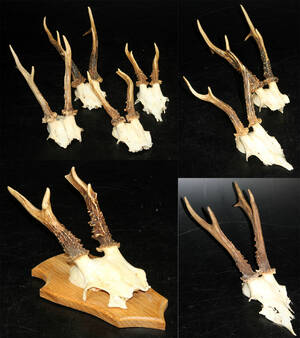 Rådjurshorn, 8 st 8 Denna vara har satts till omförsäljning under nytt varunummer4500530