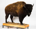 Tierpräparat Bison, Vollmontage