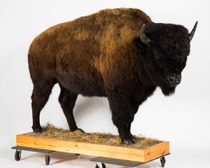 Tierpräparat Bison, Vollmontage