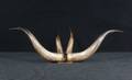 Büffelhörner