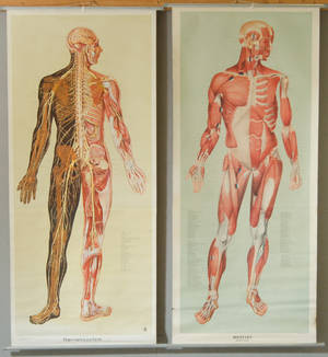 2 st anatomiska planscher 1900-talets mitt 2