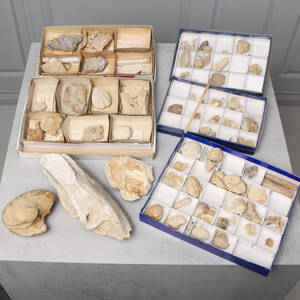 FOSSILER, samling