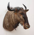 Skuldermonteret jagttrofæ af Blue Wildebeestgnu.