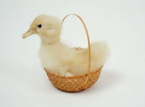 Ankunge, uppstoppad, i korg