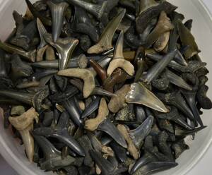 Samling fossile hajtænder300 stk.