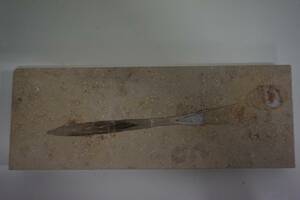 Fossil