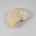 Fossil