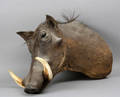 Warthog jagttrofæ