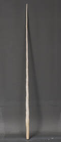 Grønlandica Narhvalstand, monodon monoceros L. 243 cm