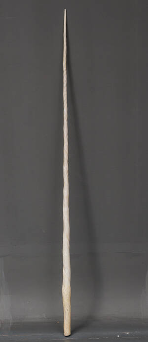 Grønlandica Narhvalstand, monodon monoceros L. 243 cm