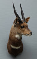 Hovedmonteret jagttrofæ af Bushbock