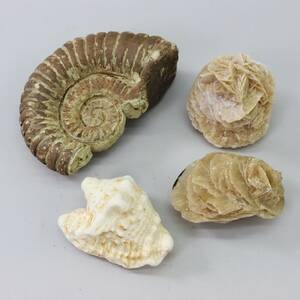 Fossil