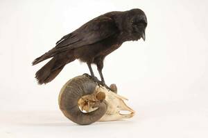 Ravn på vædderkranium