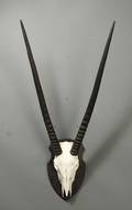 Skalmonteret afrikansk jagttrofæ Oryx