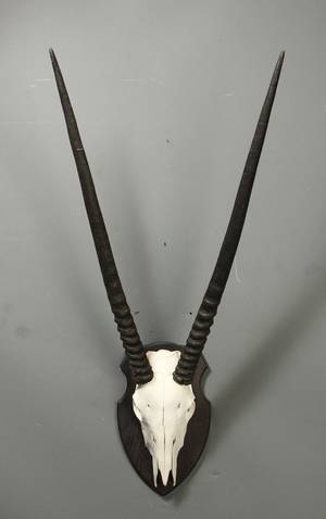 Skalmonteret afrikansk jagttrofæ Oryx
