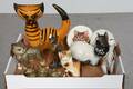 Samling Katter